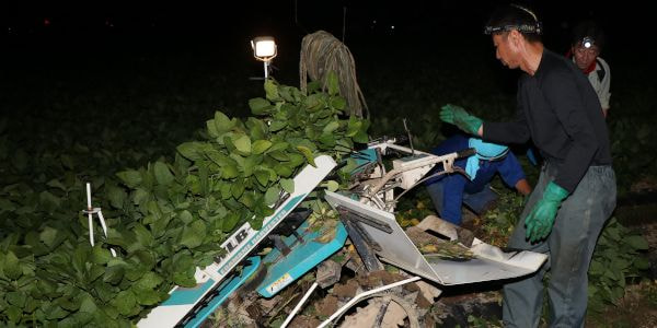 くろさき茶豆の収穫